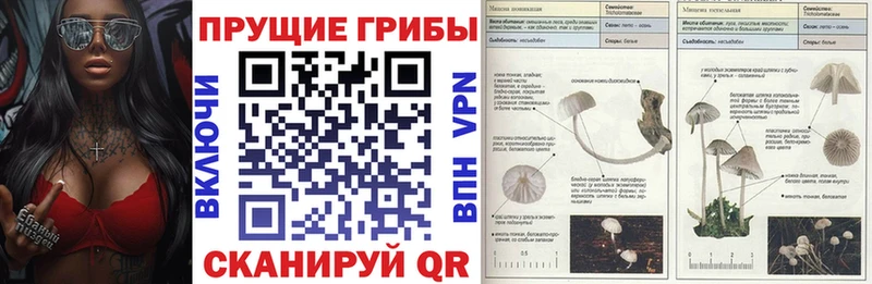 купить наркотики сайты  Волоколамск  Псилоцибиновые грибы Psilocybe 
